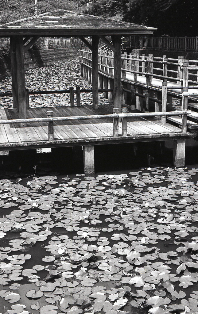 「桟橋の東屋」　～七月の潮見坂