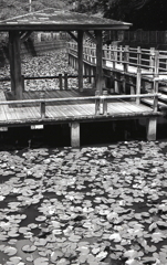 「桟橋の東屋」　～七月の潮見坂