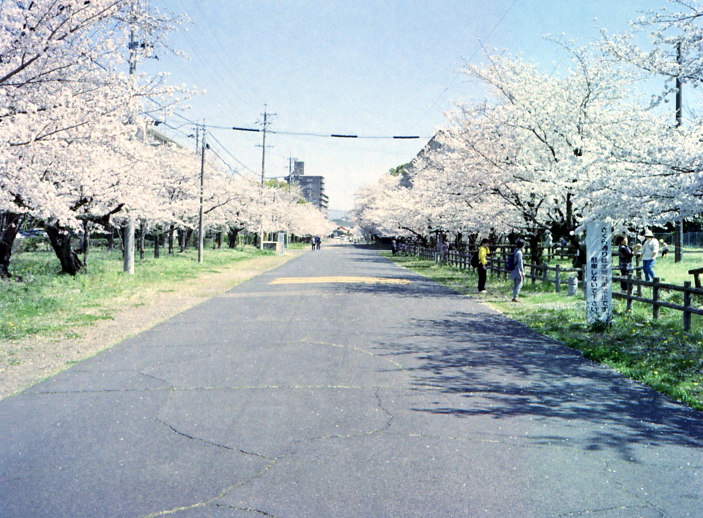 PEN EEで王子の桜