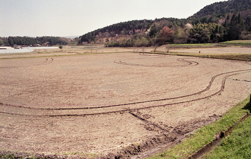 これも田圃アート？（笑