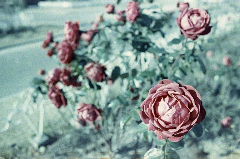記憶の中の赤い薔薇