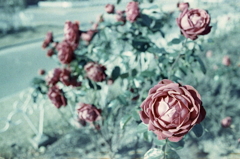 記憶の中の赤い薔薇