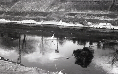 水面の白鷺