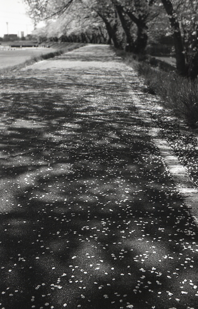 桜散る道