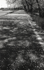 桜散る道