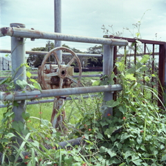 RICOHFLEXⅥぶら下げLeft alone号で内津川