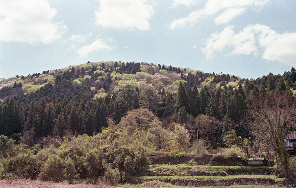 目に優しい里山の春景色