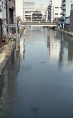 ビル街に浮かぶ鴨　～1月28日ある男の写真日記