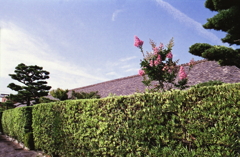 御城番屋敷の百日紅Ⅱ