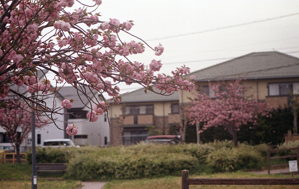 草花園の八重桜