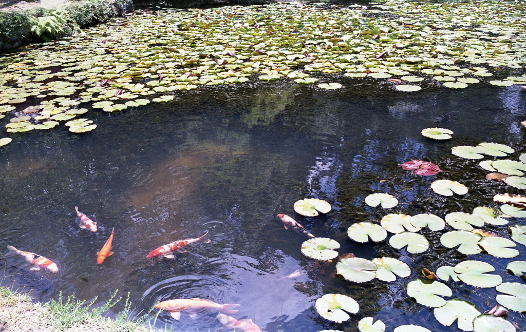 睡蓮と錦鯉
