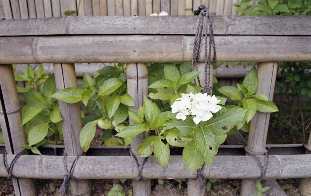 万葉庵の紫陽花