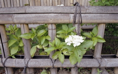 万葉庵の紫陽花