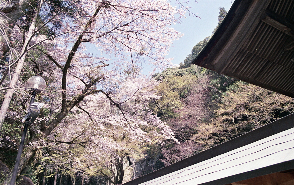 本殿屋根と桜