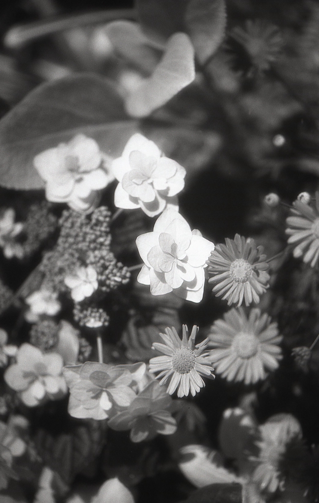 温室の花々　～モノクロフィルムPSフィルター試写
