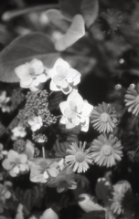 温室の花々　～モノクロフィルムPSフィルター試写