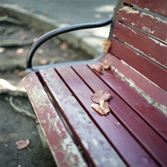 秋のベンチはなぜかやさしい気がする。　～東京カラー