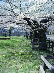 PEN EEで王子の桜Ⅵ