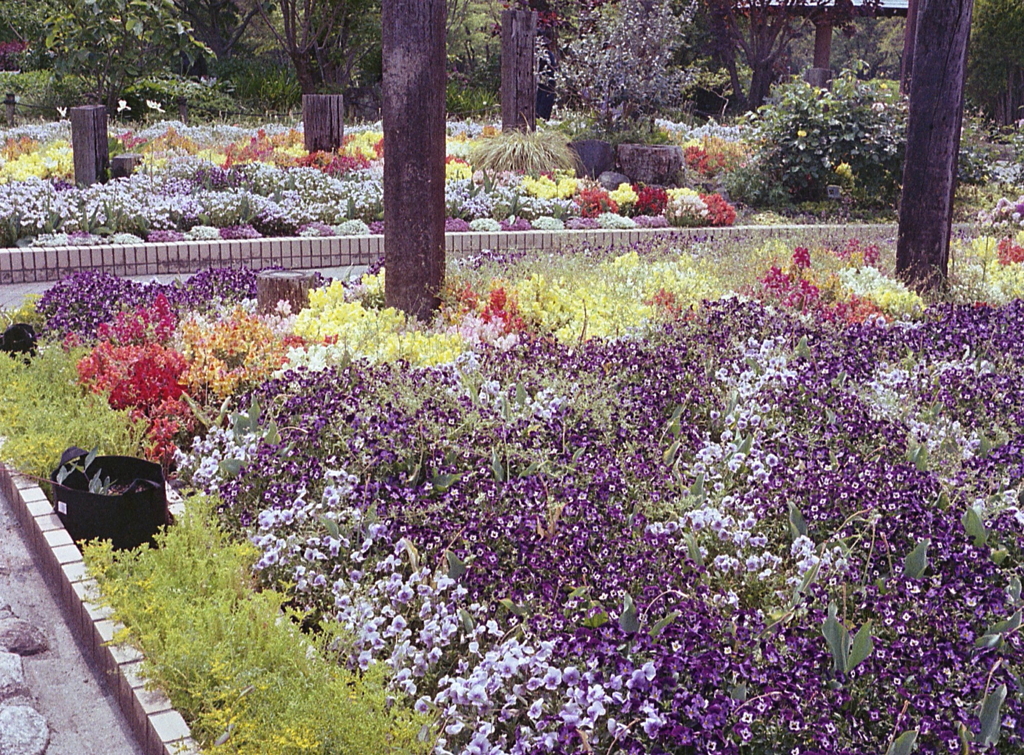 花壇の撮影