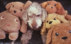 もうこんなことしたくないのに…とうなだれるマリ