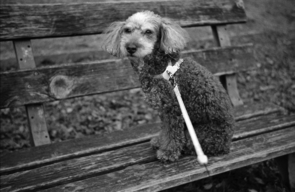 とある日のマリ散歩！