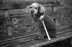 とある日のマリ散歩！