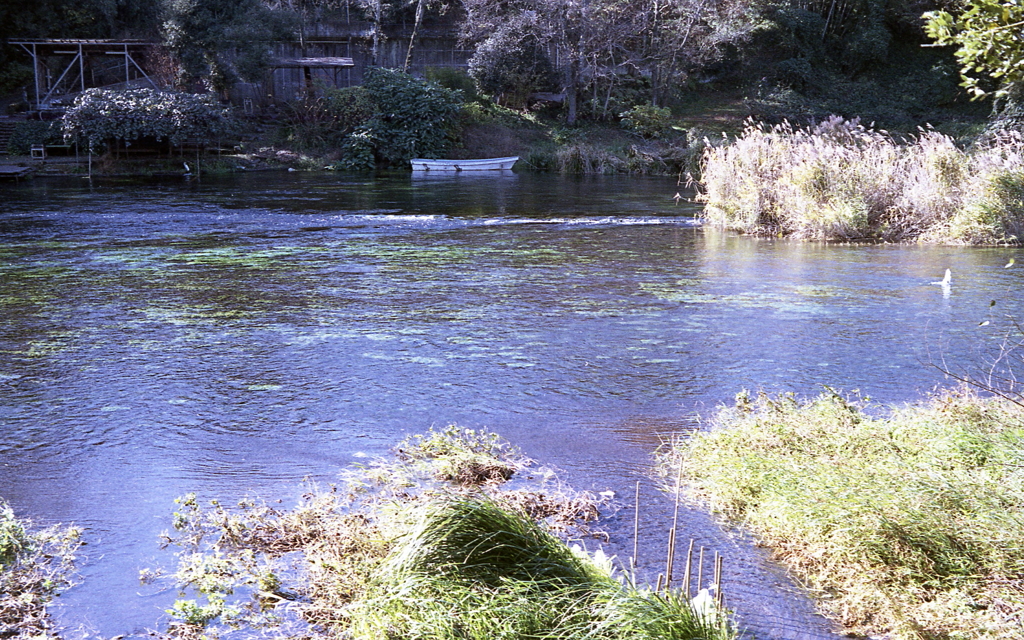 柿田川