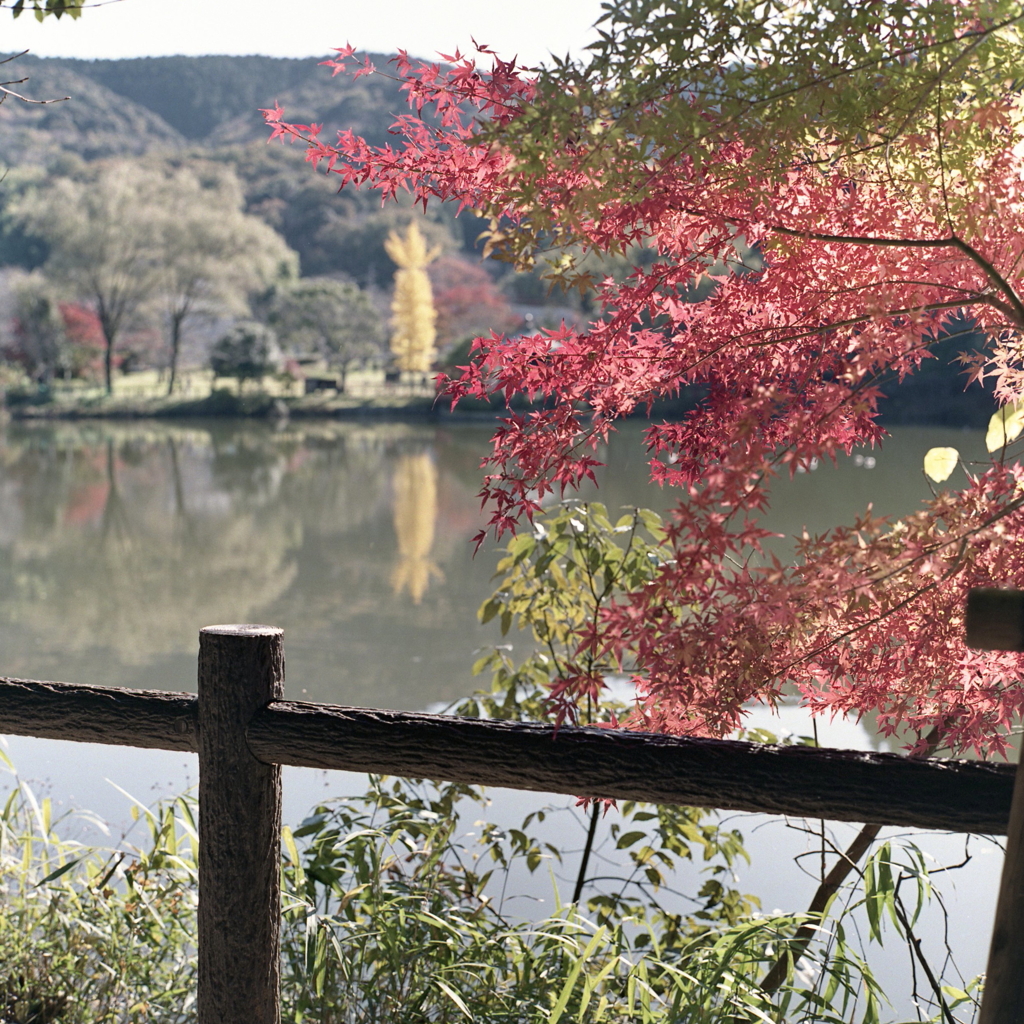 正伝池にかかる紅もみじ