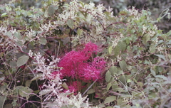 野辺の花に咲く紅の色
