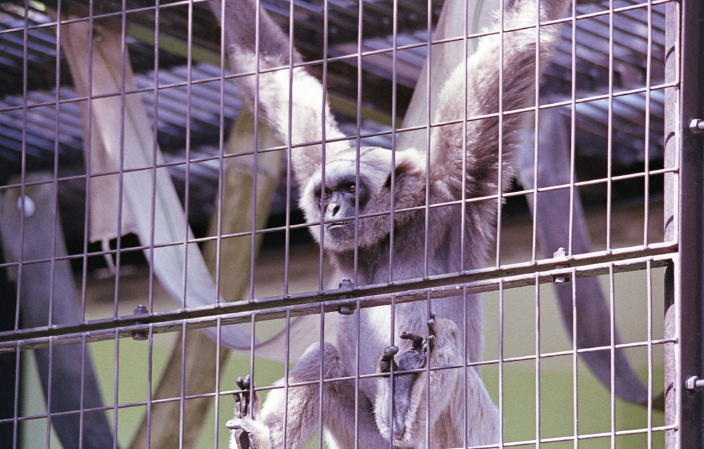 愛らしい動物たち　～東山動物園