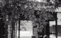 圓福寺の青紅葉