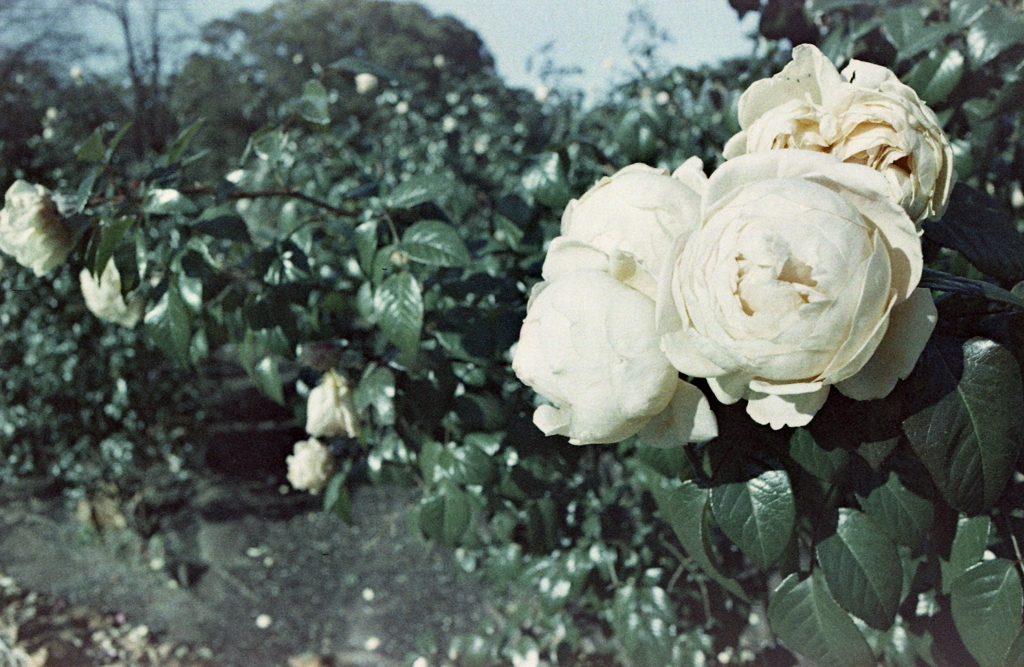 白薔薇