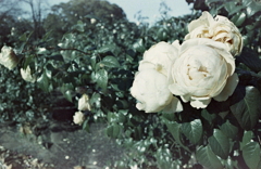 白薔薇