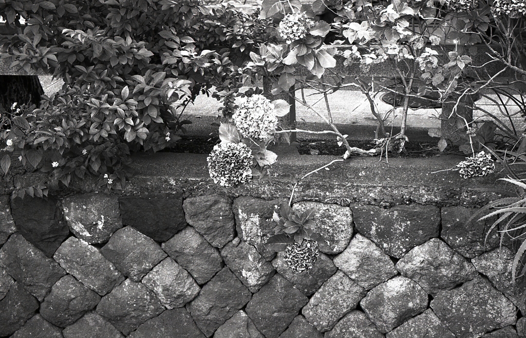 水路石垣に枯れた紫陽花