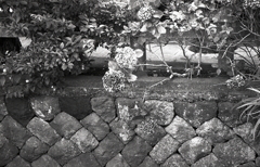 水路石垣に枯れた紫陽花