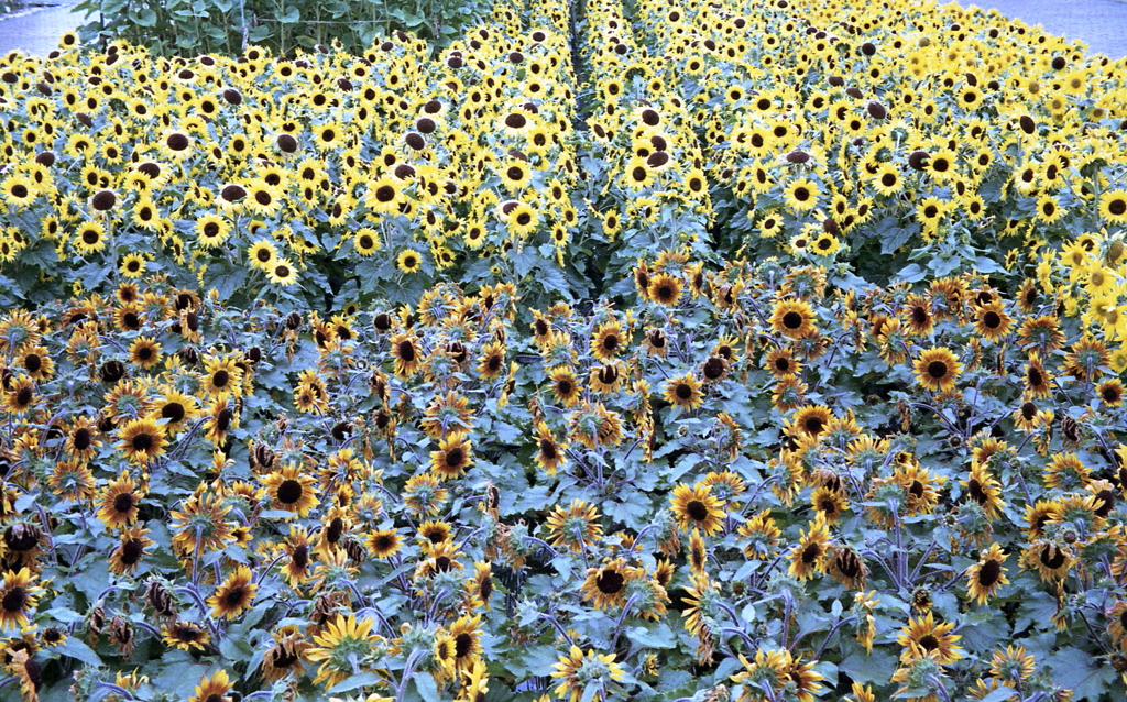 みんな見てくれている私のカメラを…（笑