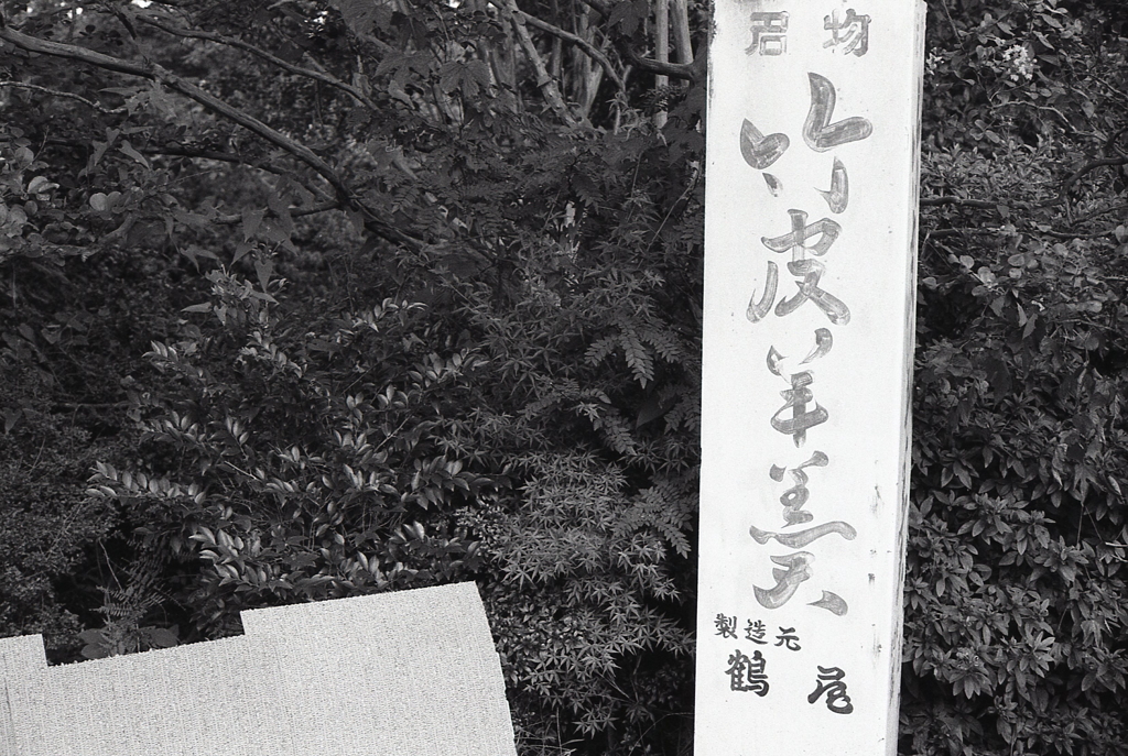 翌日の朝散歩