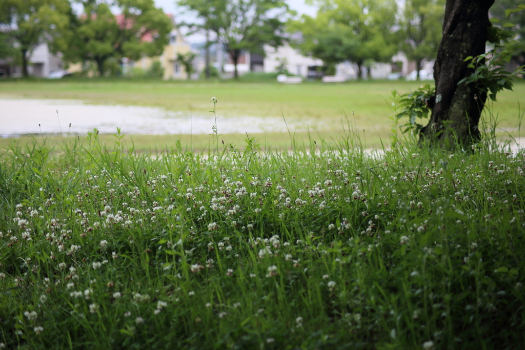 雨上がりのシロツメクサ