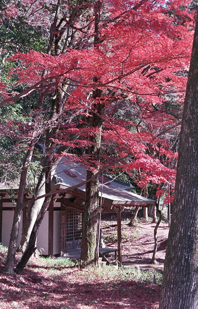 観音堂彩りのアングル