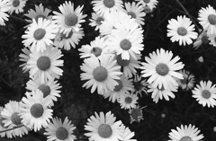 フィルム感度２００のマーガレット（通常設定）