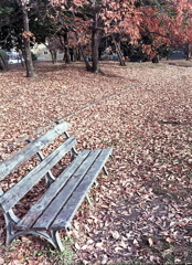 落葉のベンチ