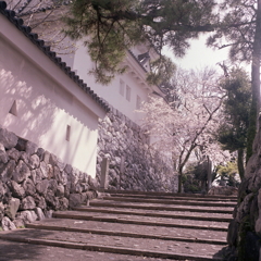 大垣城の春景色Ⅱ