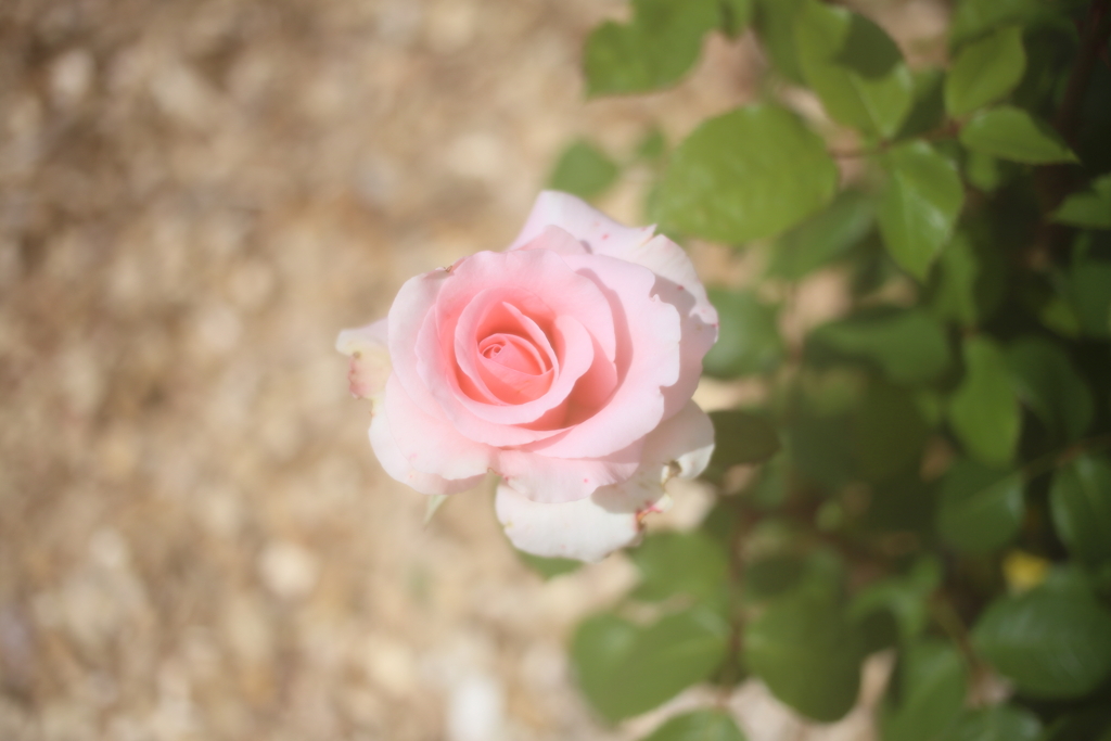 ピンクの薔薇