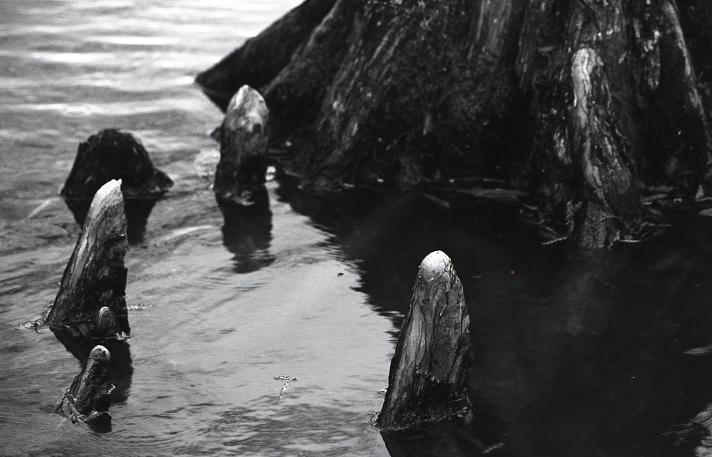 水面に突き出た呼吸根（気根）