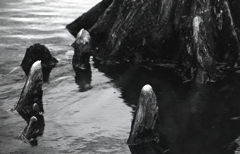 水面に突き出た呼吸根（気根）