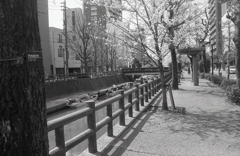 文化通り歩道を歩く