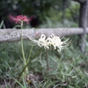 白い曼殊沙華