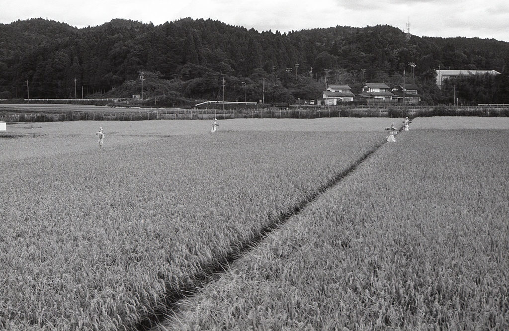 岐阜県土岐市鶴里町柿野の稲穂風景