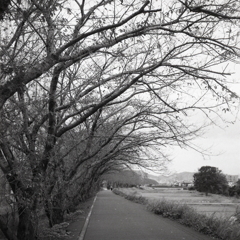 春遠し…桜木花道　～三つのカメラの秋風景