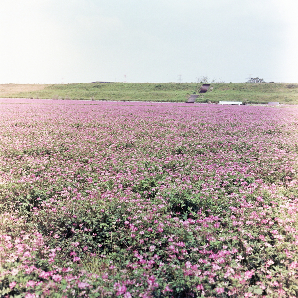 この広い野原いっぱい咲く花をあなたにあげる、だから…